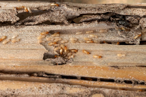 Flea Control Services in Roslyn Heights, NY